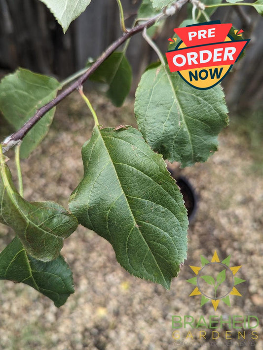 Harcourt Apple- Tree for sale, Grown in Grande Prairie -Braeheid Gardens Ltd. on Emerson Trail