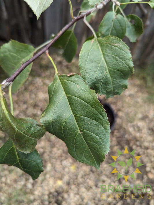 Harcourt Apple- Tree for sale, Grown in Grande Prairie -Braeheid Gardens Ltd. on Emerson Trail