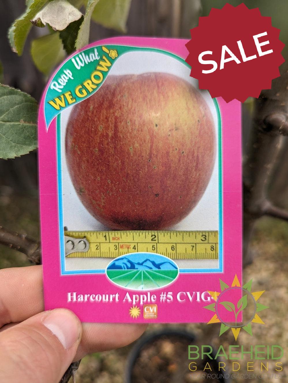 Harcourt Apple- Tree for sale, Grown in Grande Prairie -Braeheid Gardens Ltd. on Emerson Trail
