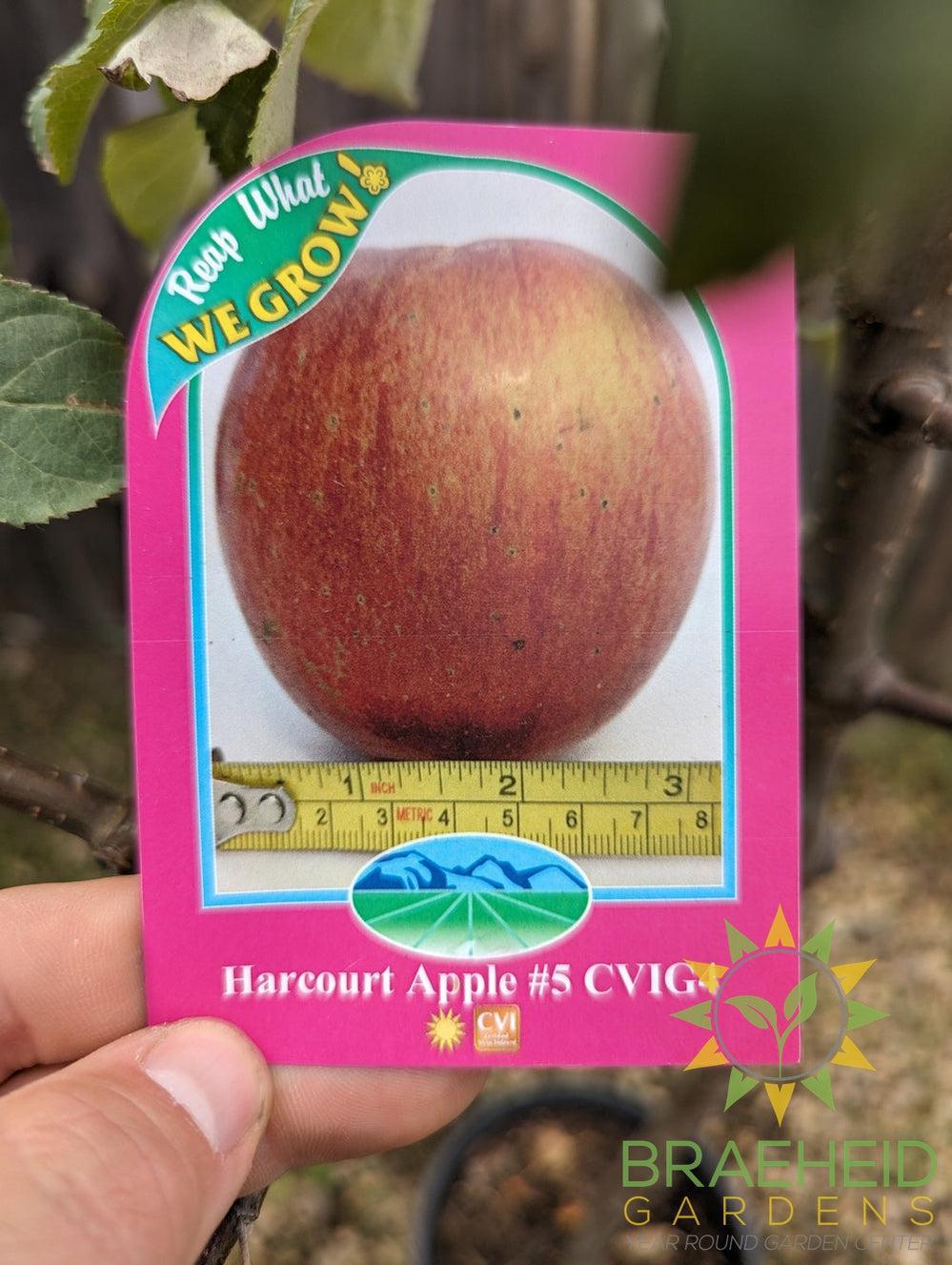 Harcourt Apple- Tree for sale, Grown in Grande Prairie -Braeheid Gardens Ltd. on Emerson Trail