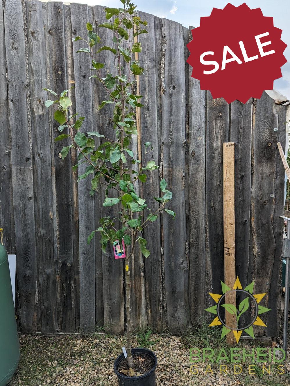 Goodland Apple- Tree for sale, Grown in Grande Prairie -Braeheid Gardens Ltd. on Emerson Trail