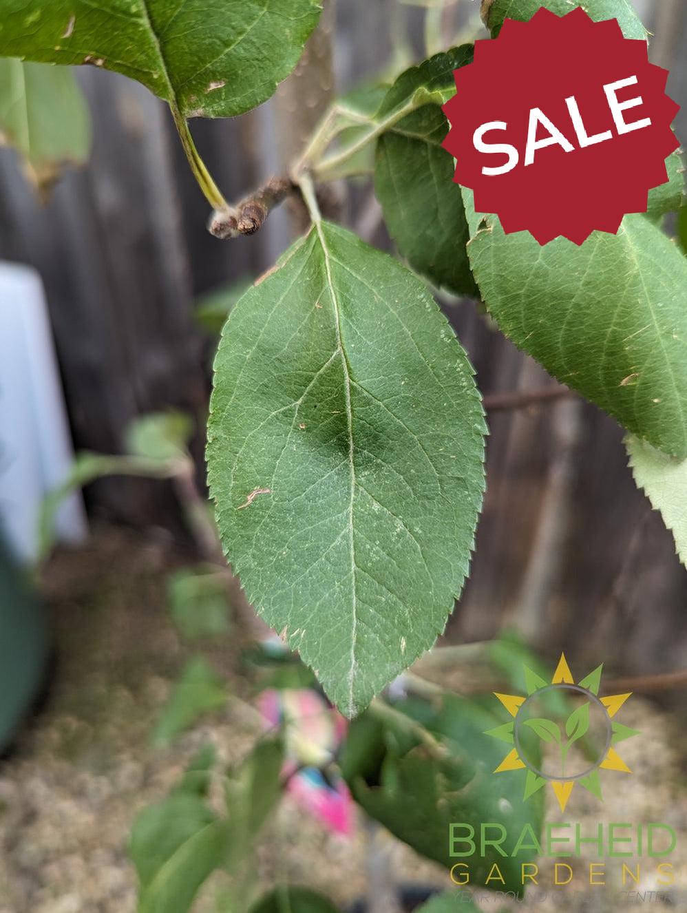 Goodland Apple- Tree for sale, Grown in Grande Prairie -Braeheid Gardens Ltd. on Emerson Trail