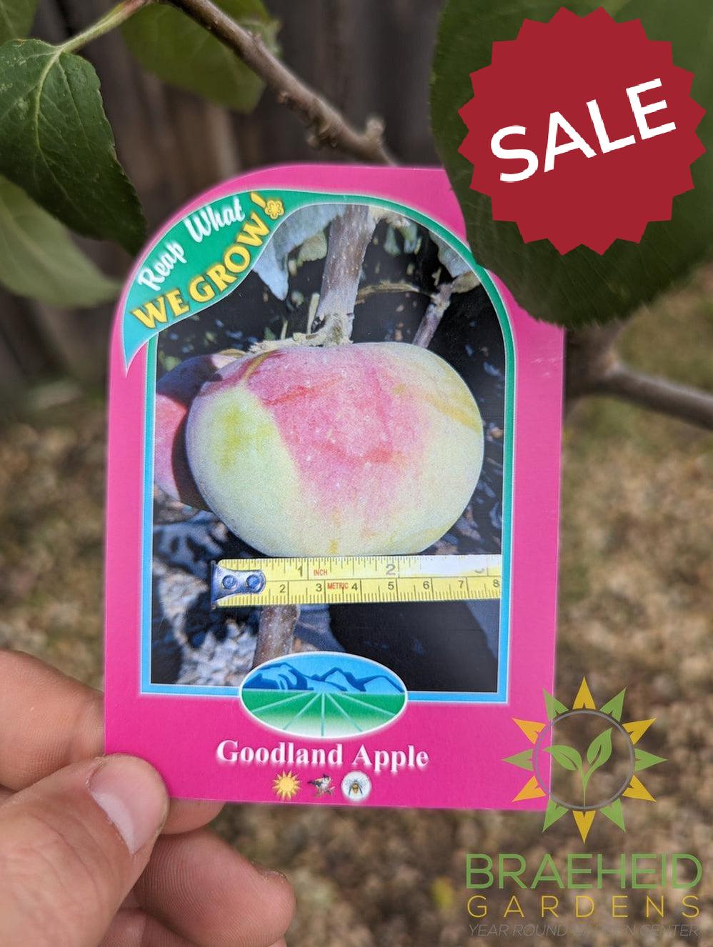 Goodland Apple- Tree for sale, Grown in Grande Prairie -Braeheid Gardens Ltd. on Emerson Trail