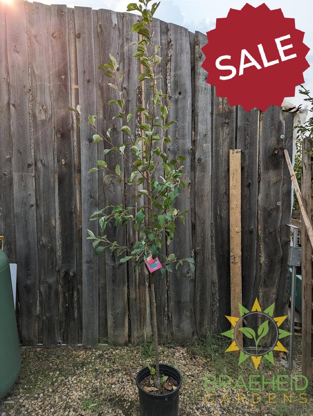 Parkland Apple- Tree for sale, Grown in Grande Prairie -Braeheid Gardens Ltd. on Emerson Trail