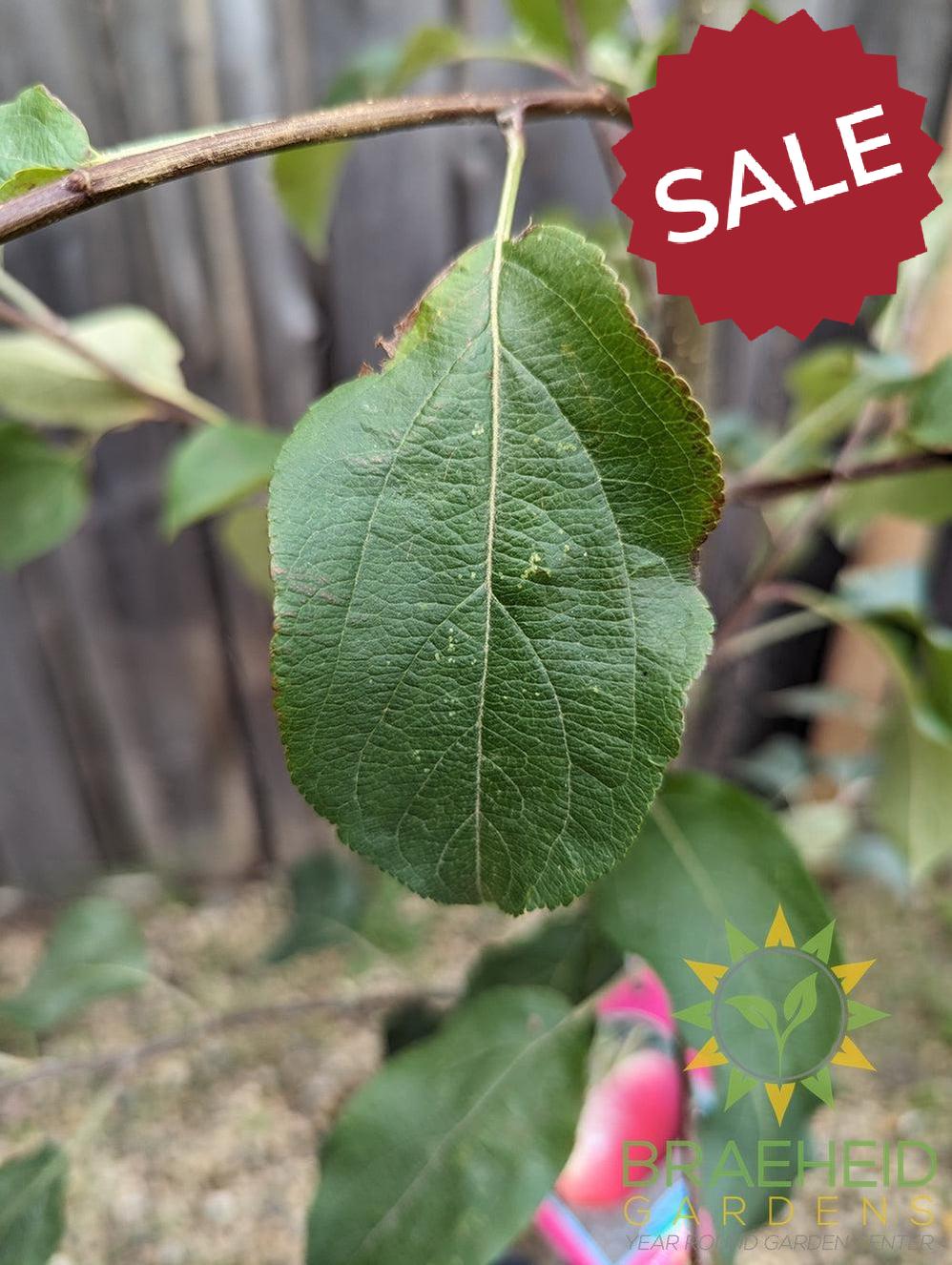 Parkland Apple- Tree for sale, Grown in Grande Prairie -Braeheid Gardens Ltd. on Emerson Trail