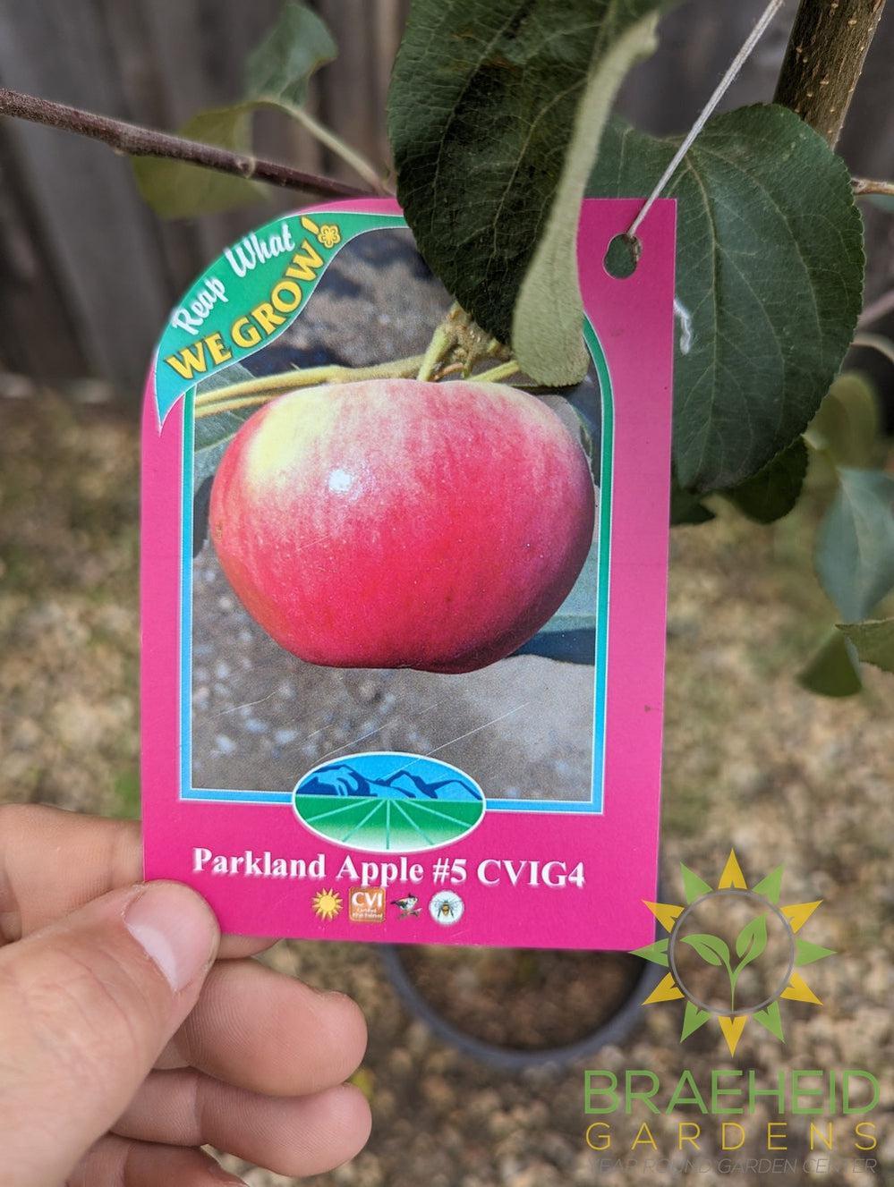 Parkland Apple- Tree for sale, Grown in Grande Prairie -Braeheid Gardens Ltd. on Emerson Trail