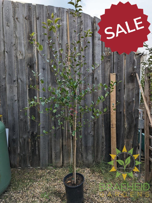 Edible Dolgo Crabapple- Tree for sale, Grown in Grande Prairie -Braeheid Gardens Ltd. on Emerson Trail
