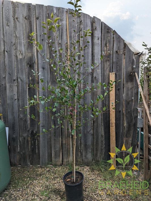 Edible Dolgo Crabapple- Tree for sale, Grown in Grande Prairie -Braeheid Gardens Ltd. on Emerson Trail