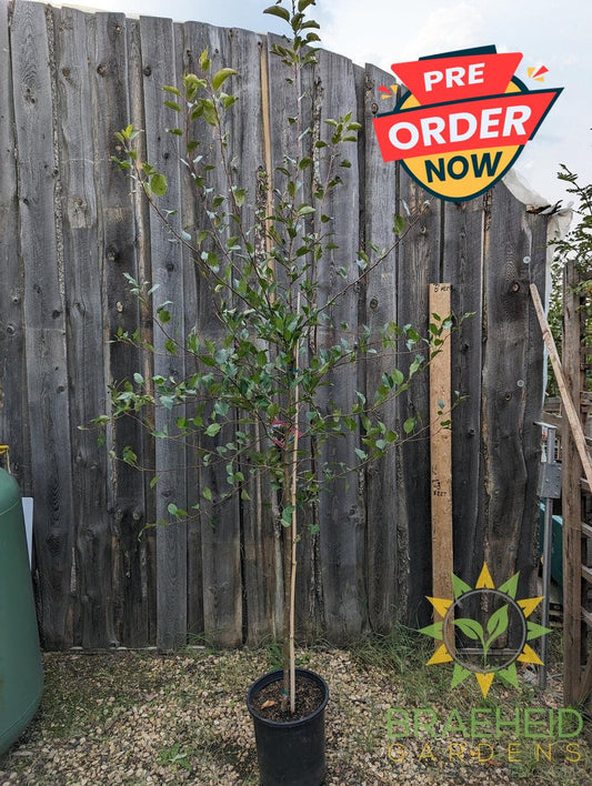 Edible Dolgo Crabapple- Tree for sale, Grown in Grande Prairie -Braeheid Gardens Ltd. on Emerson Trail