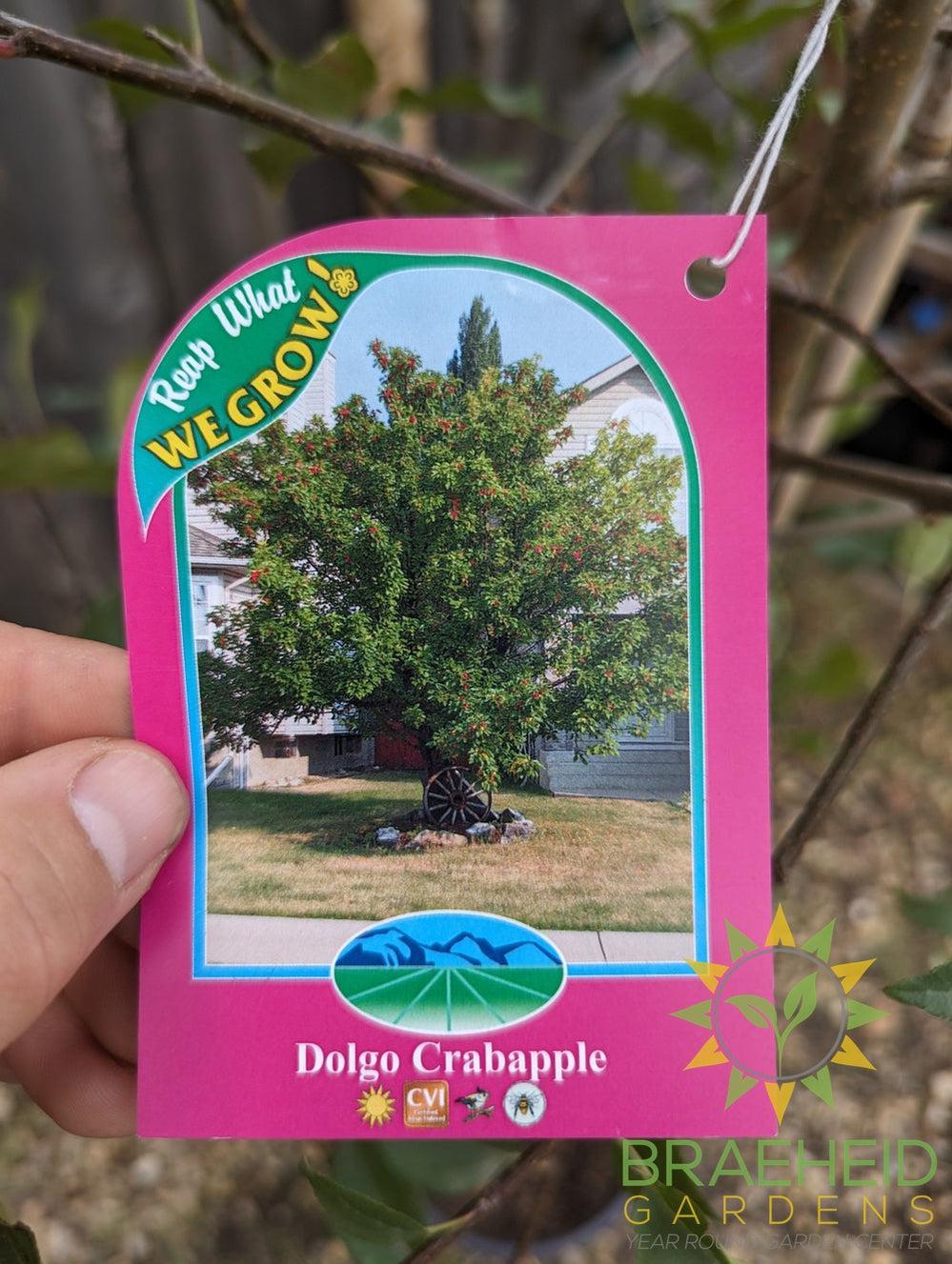 Edible Dolgo Crabapple- Tree for sale, Grown in Grande Prairie -Braeheid Gardens Ltd. on Emerson Trail