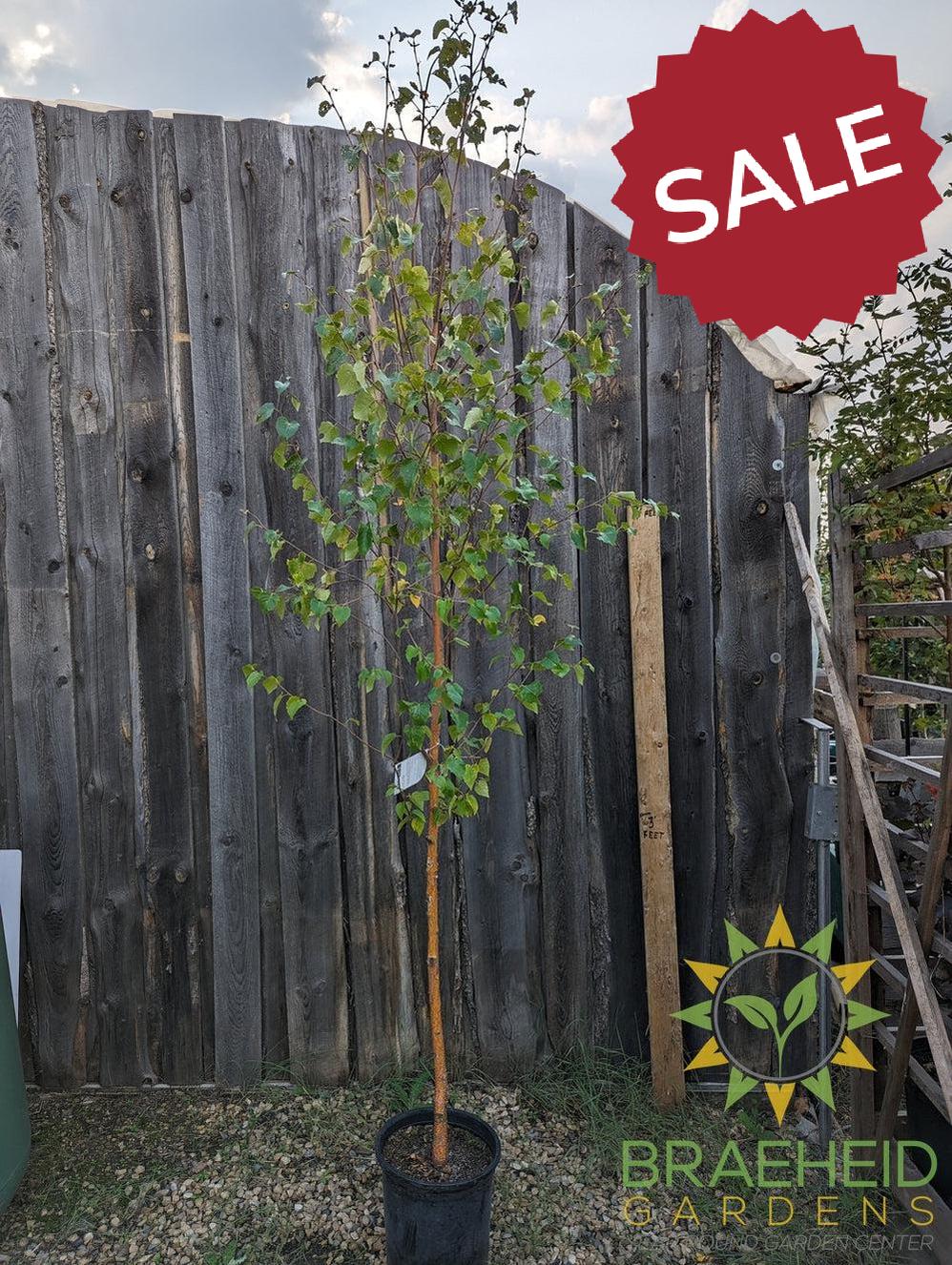 Paper Birch- Tree for sale, Grown in Grande Prairie -Braeheid Gardens Ltd. on Emerson Trail