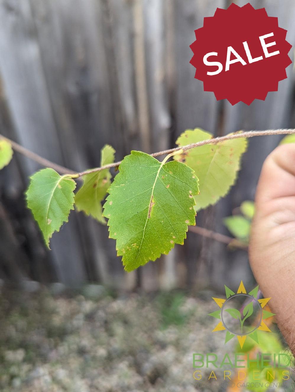 Paper Birch- Tree for sale, Grown in Grande Prairie -Braeheid Gardens Ltd. on Emerson Trail