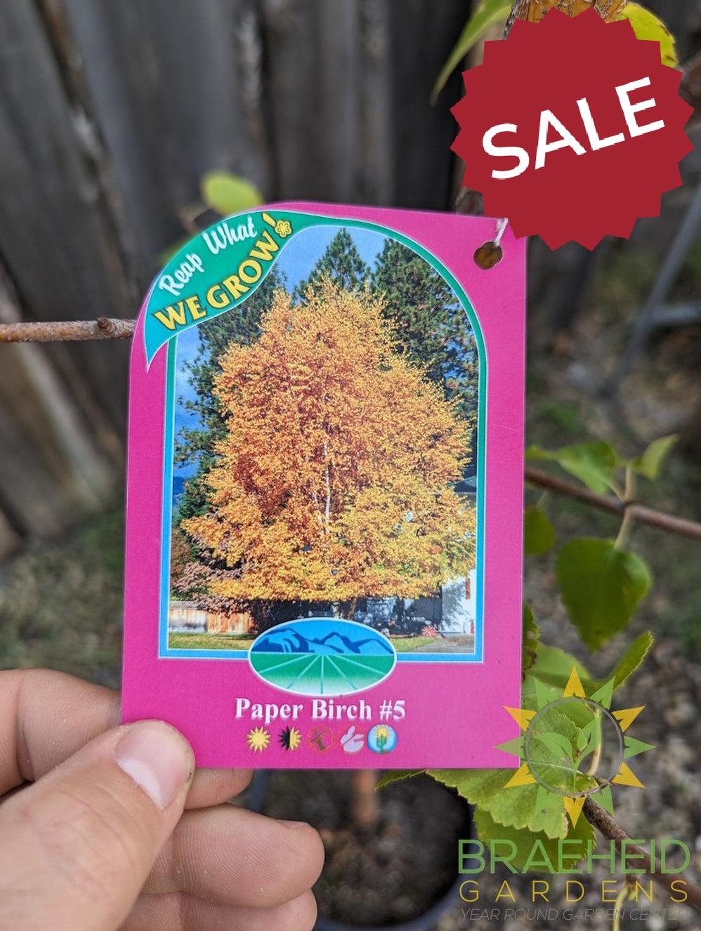 Paper Birch- Tree for sale, Grown in Grande Prairie -Braeheid Gardens Ltd. on Emerson Trail