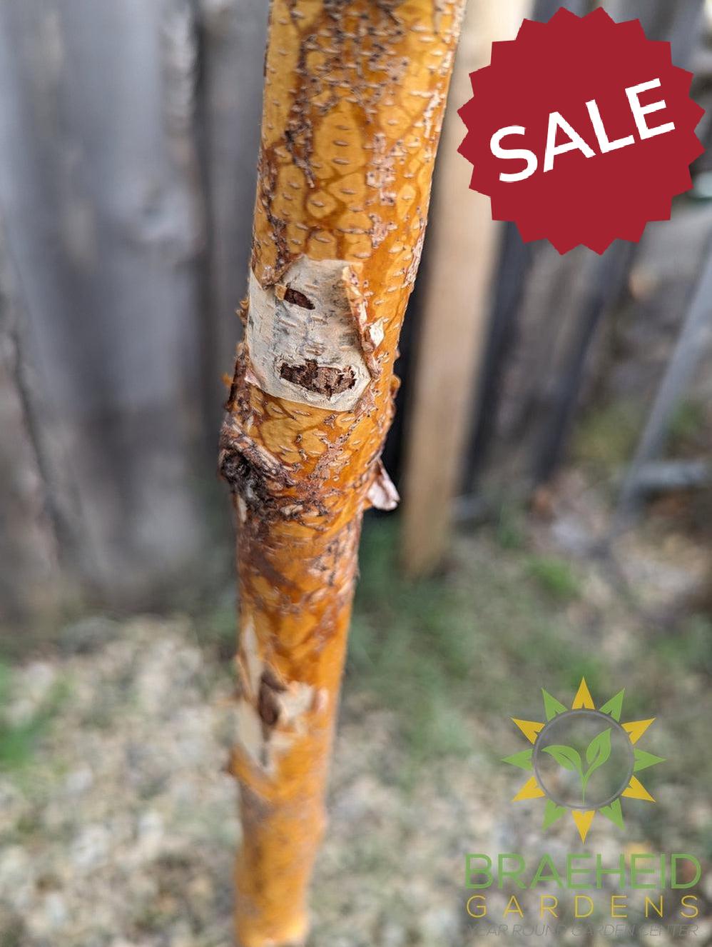 Paper Birch- Tree for sale, Grown in Grande Prairie -Braeheid Gardens Ltd. on Emerson Trail