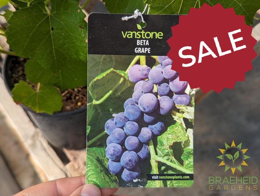 Buy Beta Grape an Vine in Grande Prairie Alberta - Braeheid Gardens Ltd.