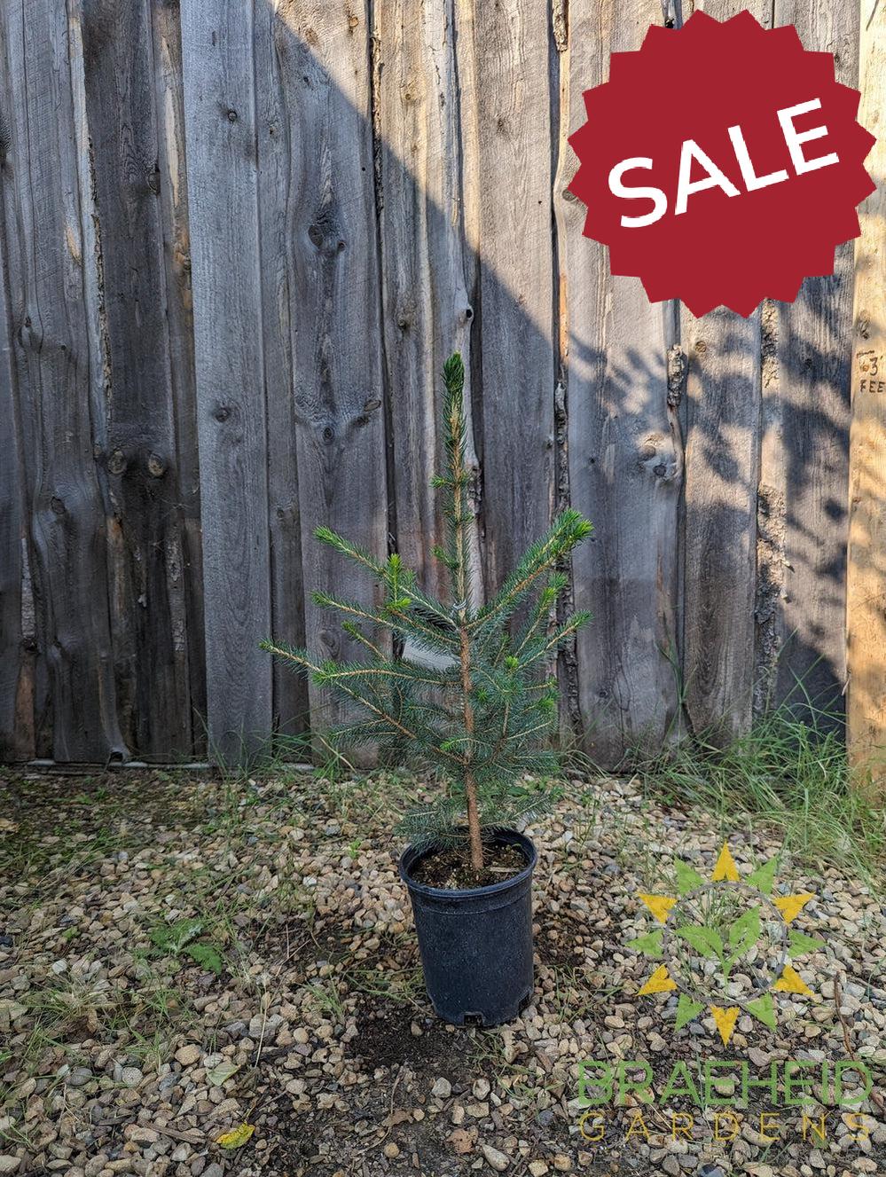Norway Spruce- Tree for sale, Grown in Grande Prairie -Braeheid Gardens Ltd. on Emerson Trail