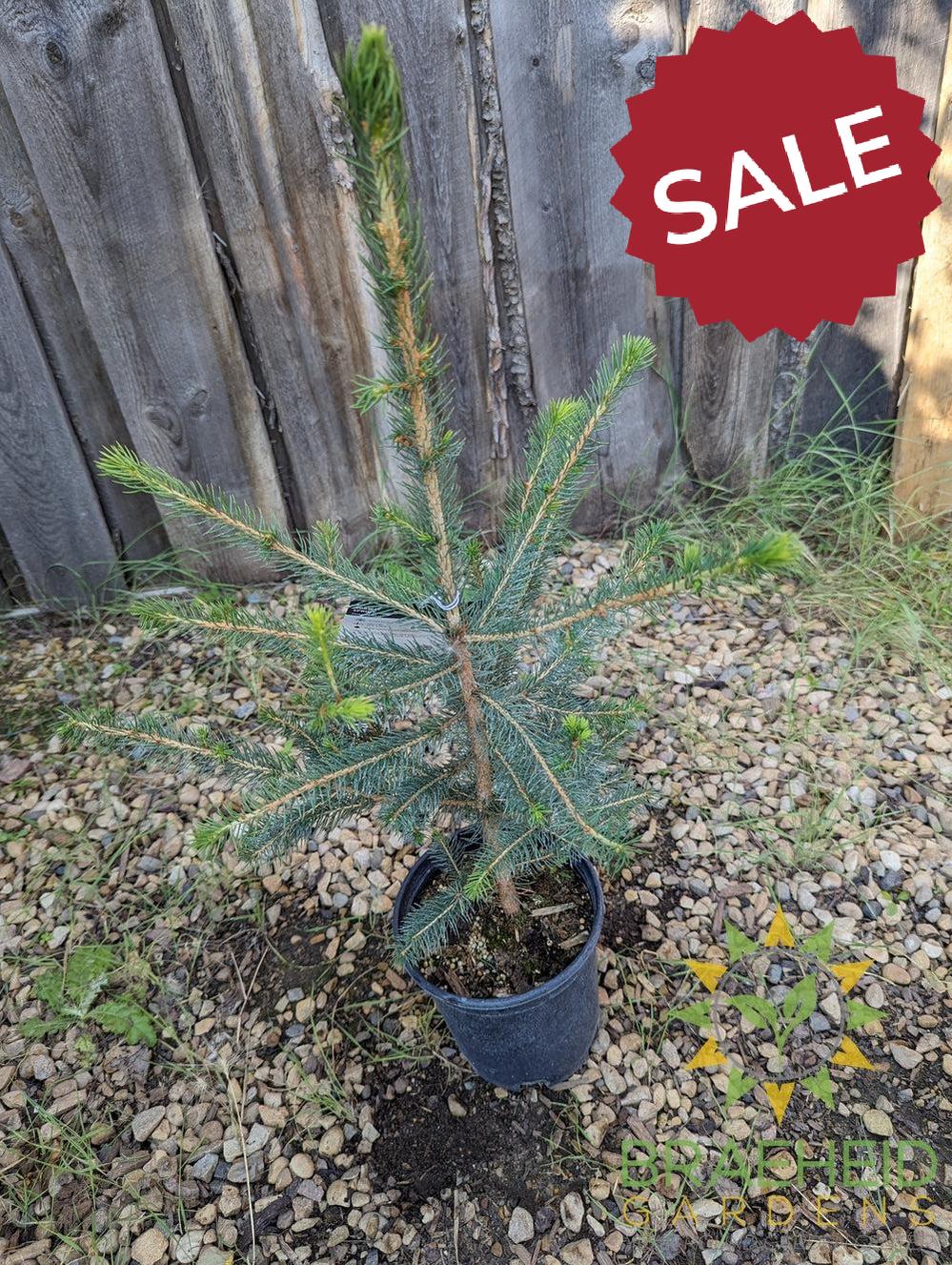 Norway Spruce- Tree for sale, Grown in Grande Prairie -Braeheid Gardens Ltd. on Emerson Trail