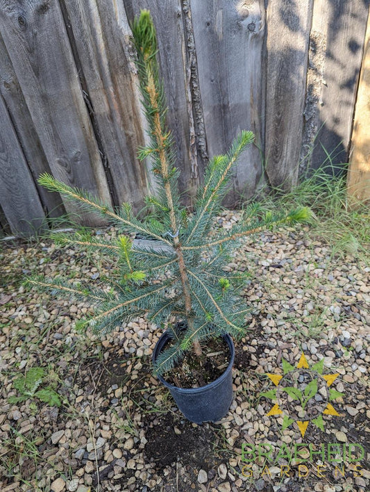 Norway Spruce- Tree for sale, Grown in Grande Prairie -Braeheid Gardens Ltd. on Emerson Trail