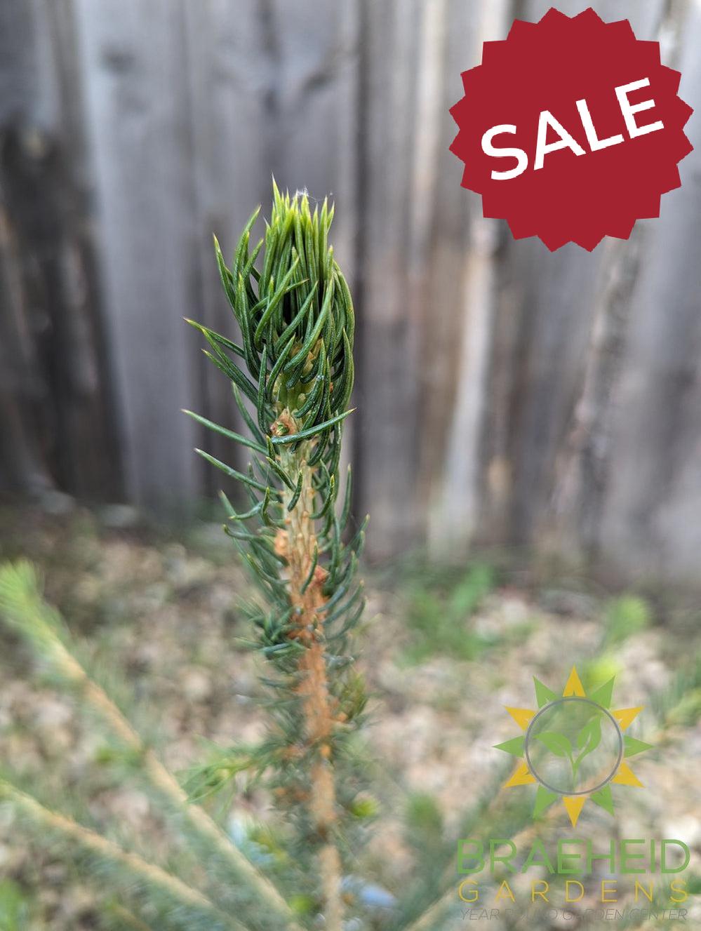 Norway Spruce- Tree for sale, Grown in Grande Prairie -Braeheid Gardens Ltd. on Emerson Trail