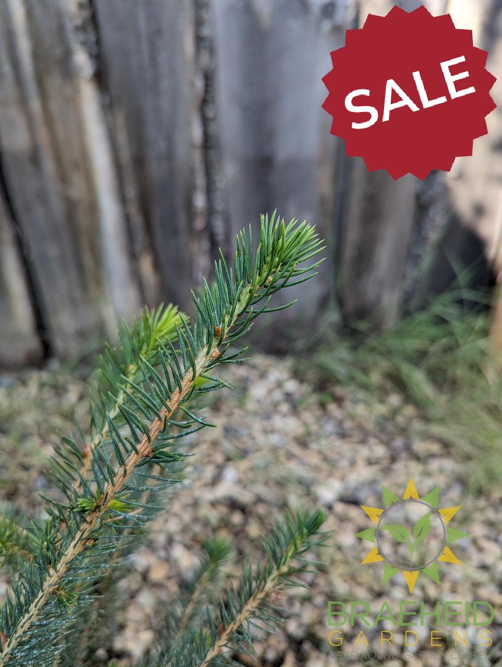 Norway Spruce- Tree for sale, Grown in Grande Prairie -Braeheid Gardens Ltd. on Emerson Trail
