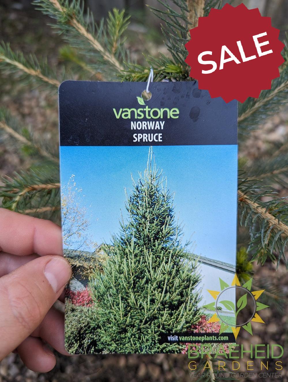 Norway Spruce- Tree for sale, Grown in Grande Prairie -Braeheid Gardens Ltd. on Emerson Trail