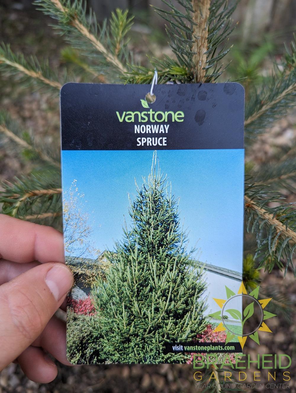 Norway Spruce- Tree for sale, Grown in Grande Prairie -Braeheid Gardens Ltd. on Emerson Trail