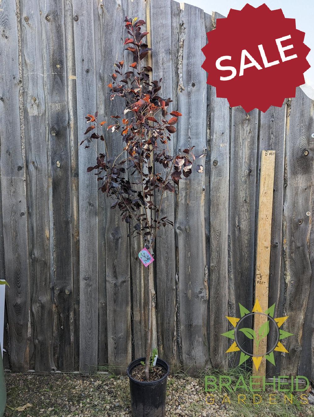 Bailey's Select Schubert Chokecherry- Tree for sale, Grown in Grande Prairie -Braeheid Gardens Ltd. on Emerson Trail