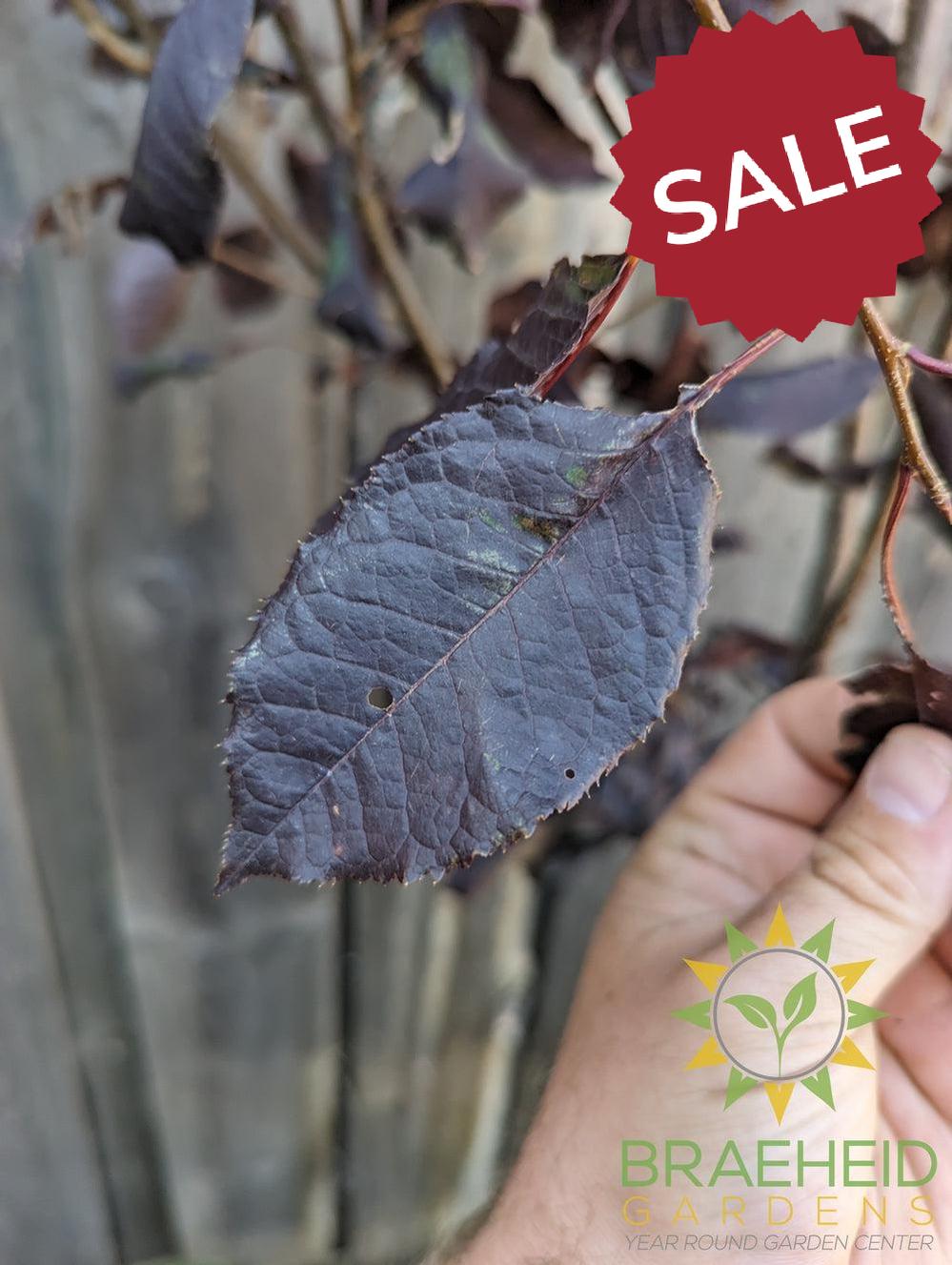 Bailey's Select Schubert Chokecherry- Tree for sale, Grown in Grande Prairie -Braeheid Gardens Ltd. on Emerson Trail