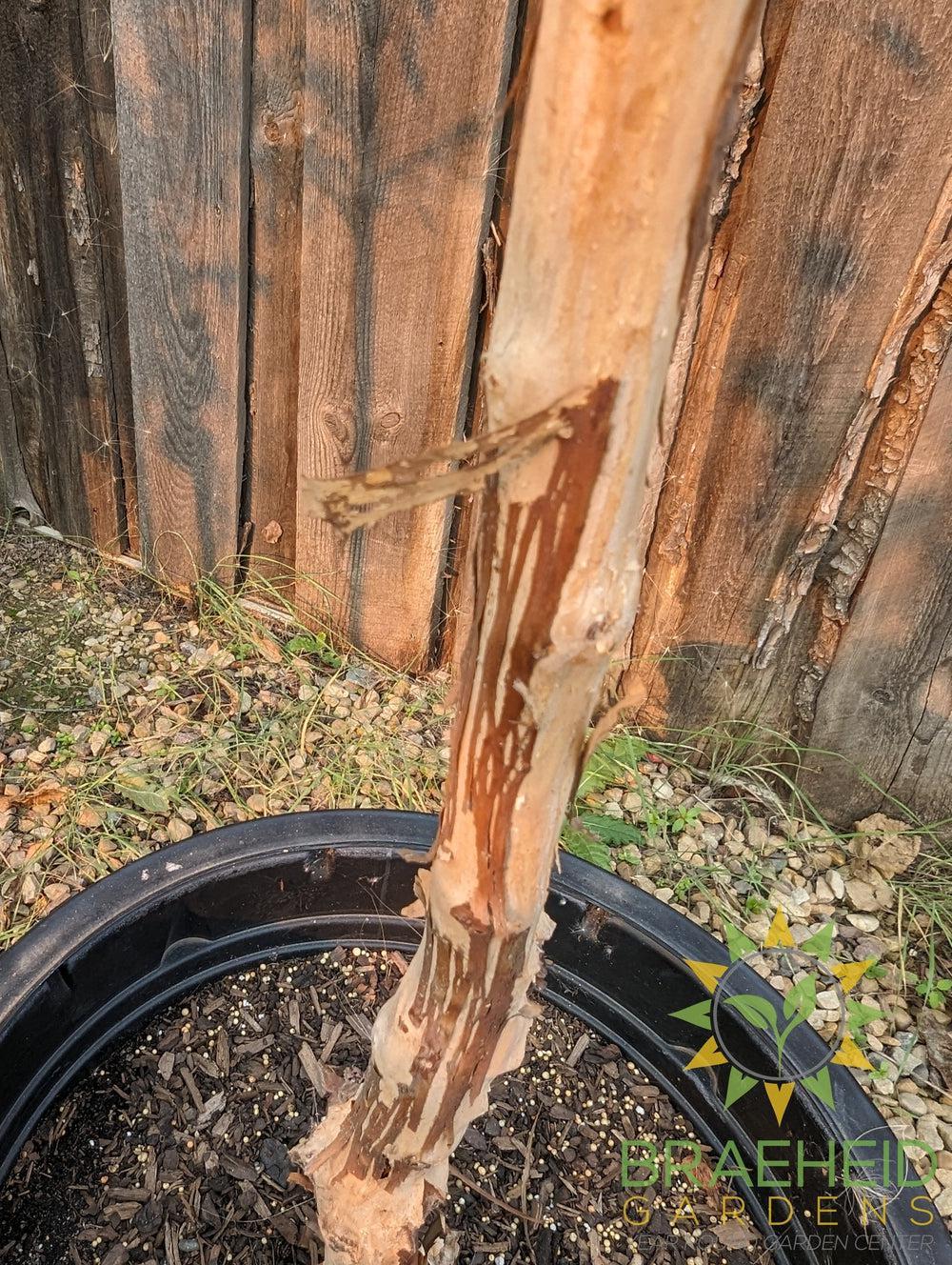 Diabolo® Ninebark Tree- Tree for sale, Grown in Grande Prairie -Braeheid Gardens Ltd. on Emerson Trail