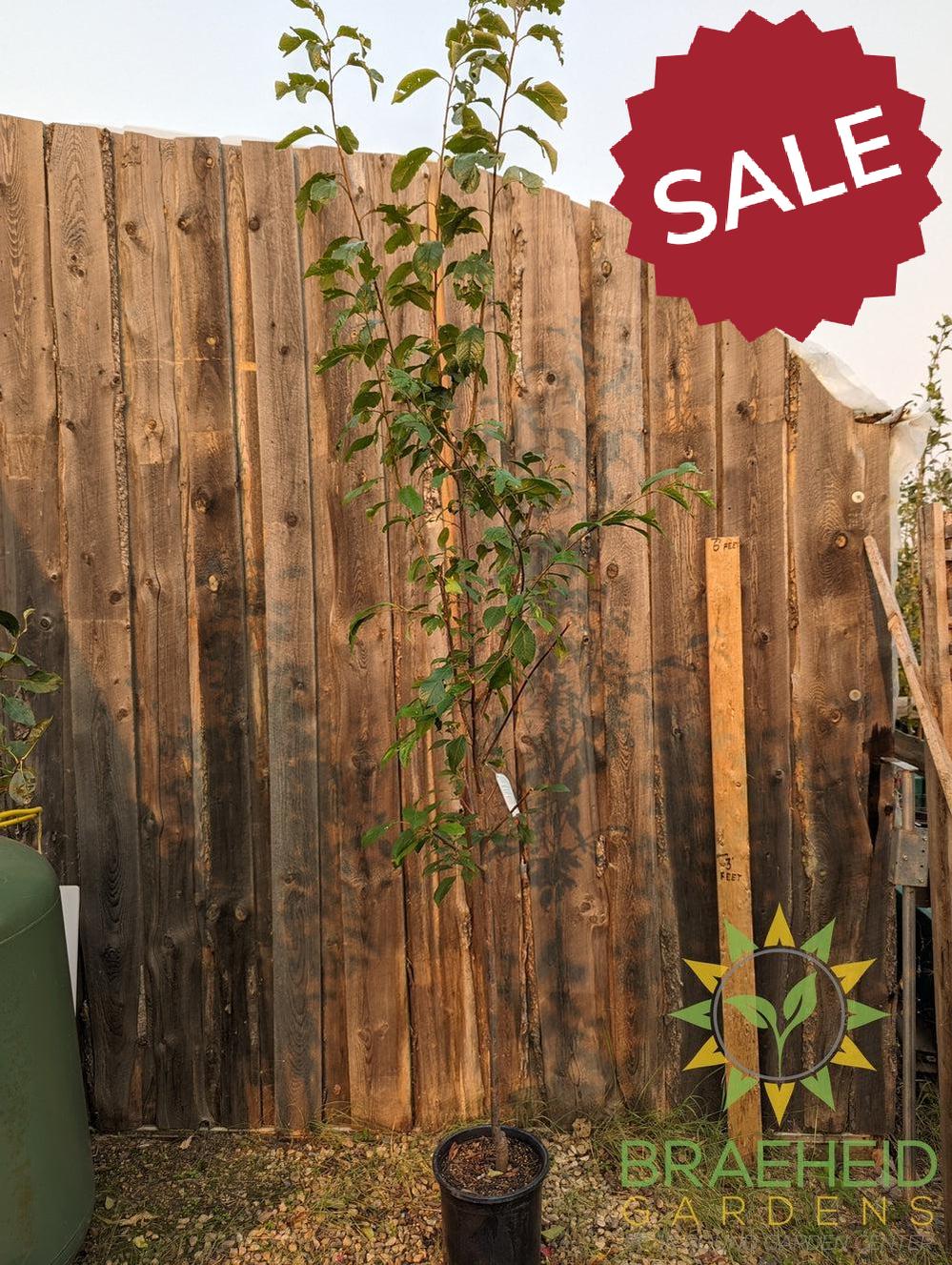 Waneta Plum- Tree for sale, Grown in Grande Prairie -Braeheid Gardens Ltd. on Emerson Trail