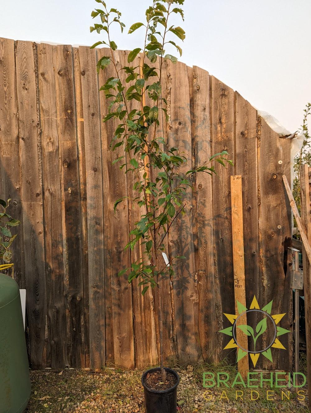 Waneta Plum- Tree for sale, Grown in Grande Prairie -Braeheid Gardens Ltd. on Emerson Trail