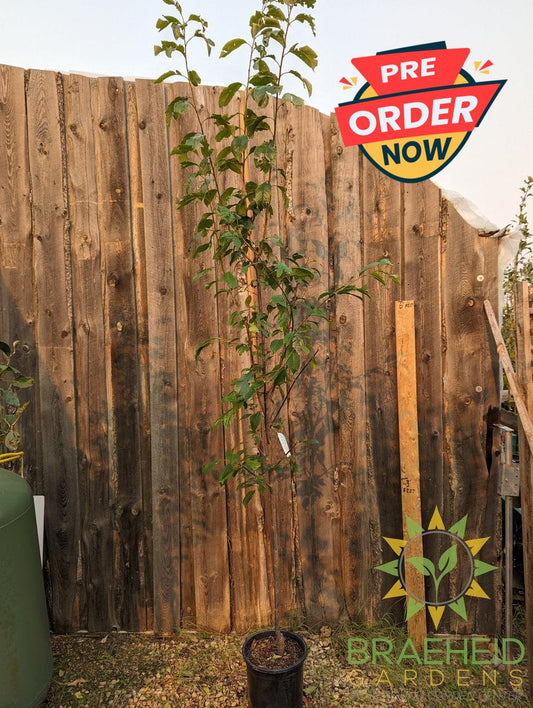 Waneta Plum- Tree for sale, Grown in Grande Prairie -Braeheid Gardens Ltd. on Emerson Trail