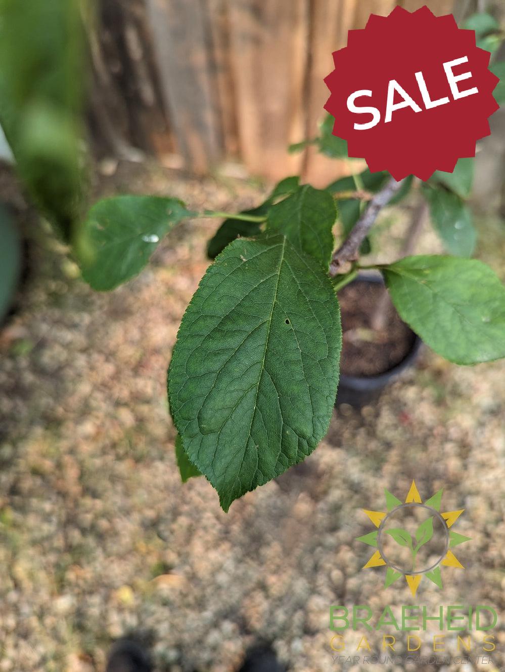 Waneta Plum- Tree for sale, Grown in Grande Prairie -Braeheid Gardens Ltd. on Emerson Trail