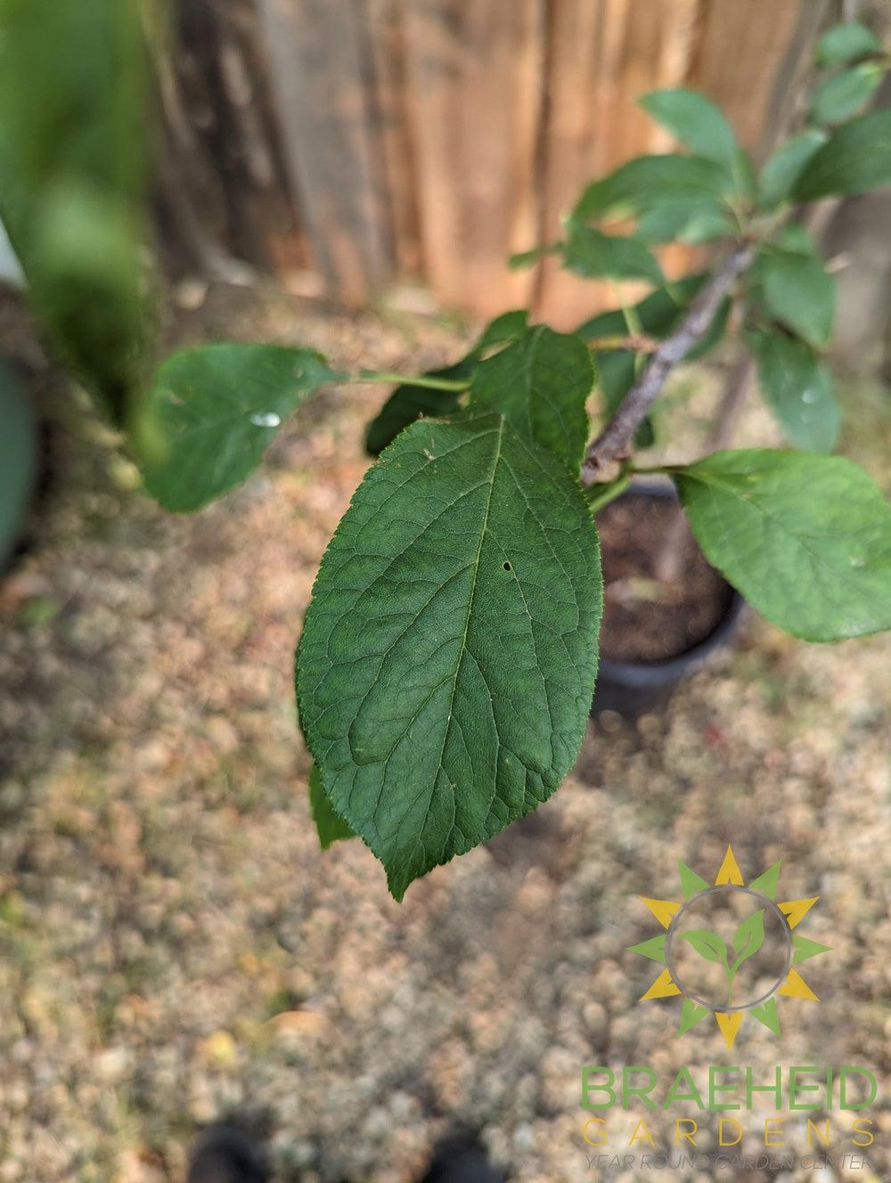 Waneta Plum- Tree for sale, Grown in Grande Prairie -Braeheid Gardens Ltd. on Emerson Trail