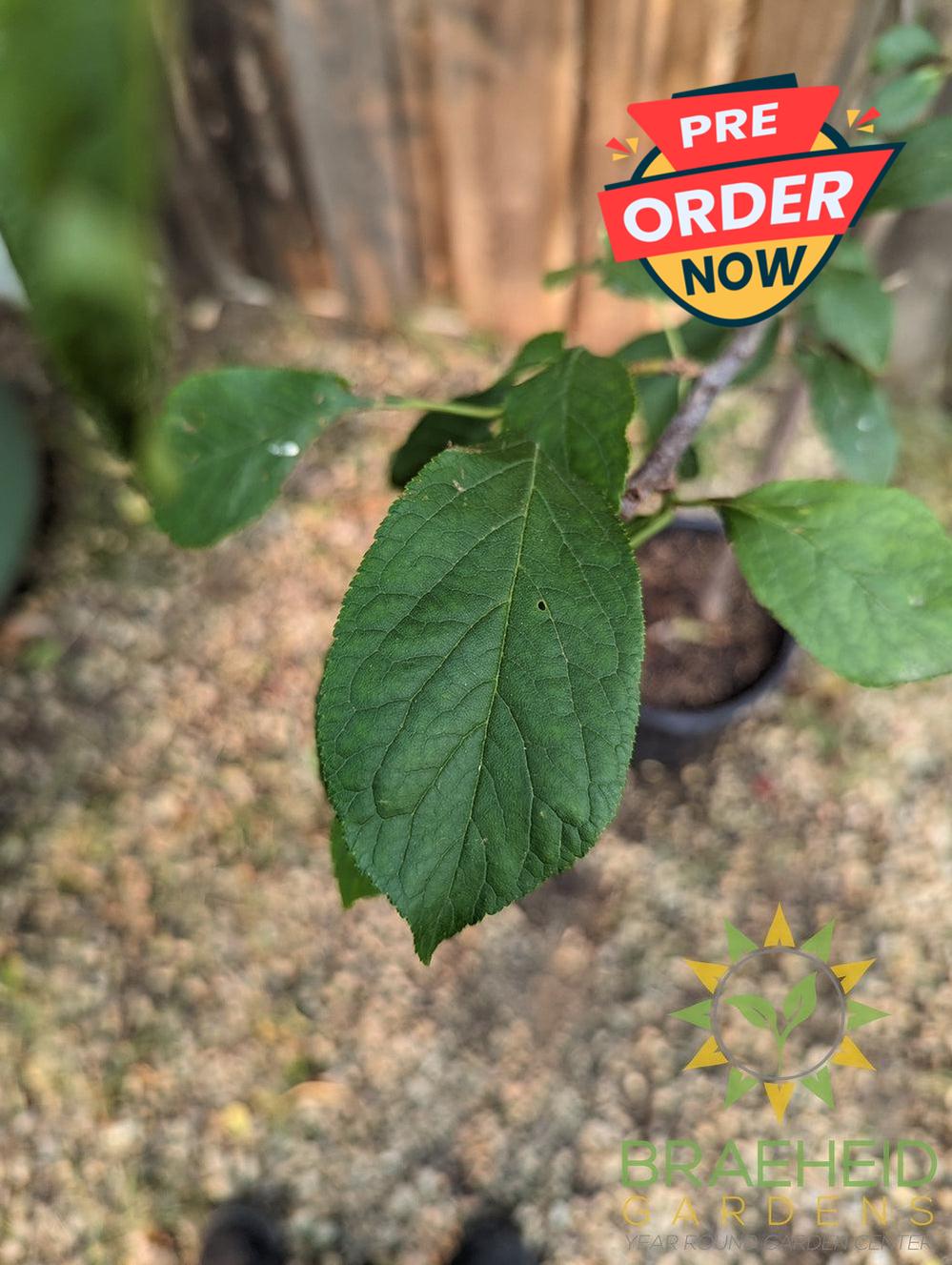 Waneta Plum- Tree for sale, Grown in Grande Prairie -Braeheid Gardens Ltd. on Emerson Trail