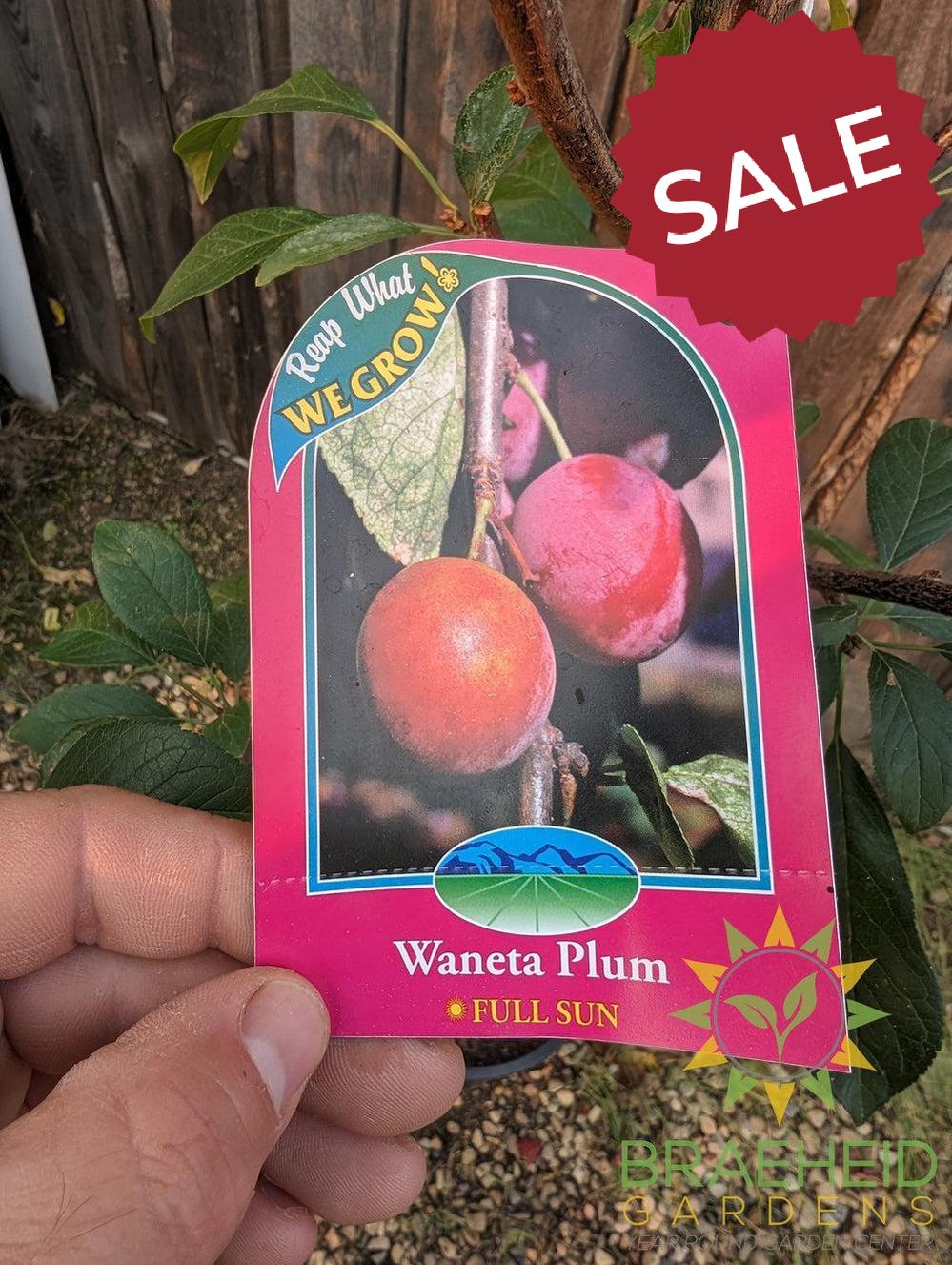 Waneta Plum- Tree for sale, Grown in Grande Prairie -Braeheid Gardens Ltd. on Emerson Trail