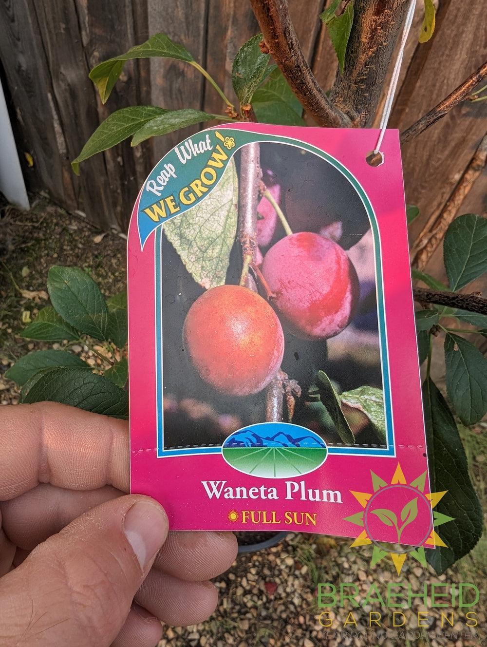 Waneta Plum- Tree for sale, Grown in Grande Prairie -Braeheid Gardens Ltd. on Emerson Trail