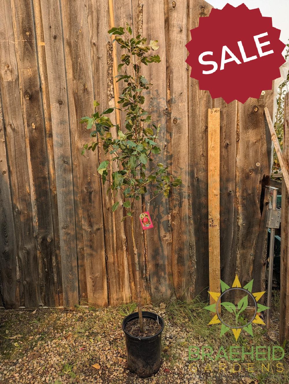 Red Sparkle Apple- Tree for sale, Grown in Grande Prairie -Braeheid Gardens Ltd. on Emerson Trail
