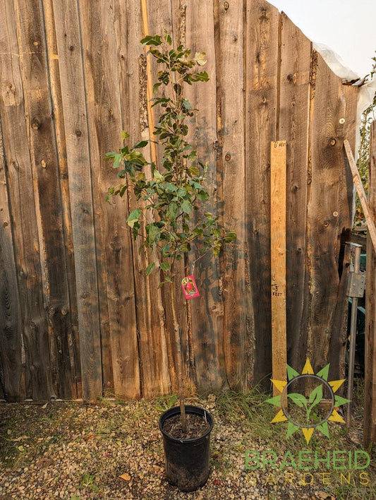 Red Sparkle Apple- Tree for sale, Grown in Grande Prairie -Braeheid Gardens Ltd. on Emerson Trail
