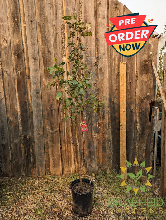 Red Sparkle Apple- Tree for sale, Grown in Grande Prairie -Braeheid Gardens Ltd. on Emerson Trail