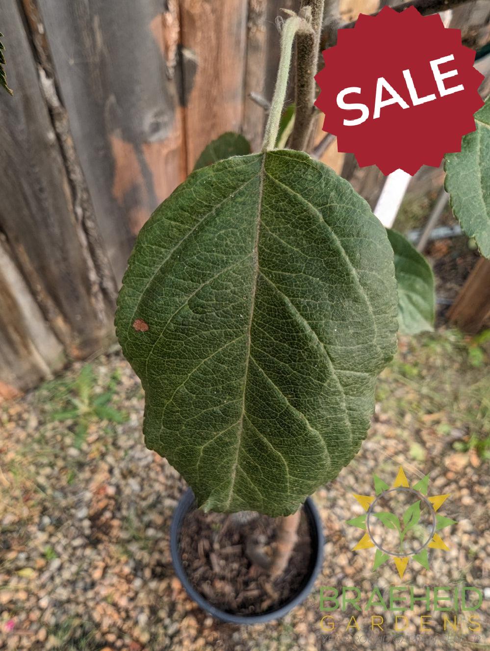 Red Sparkle Apple- Tree for sale, Grown in Grande Prairie -Braeheid Gardens Ltd. on Emerson Trail