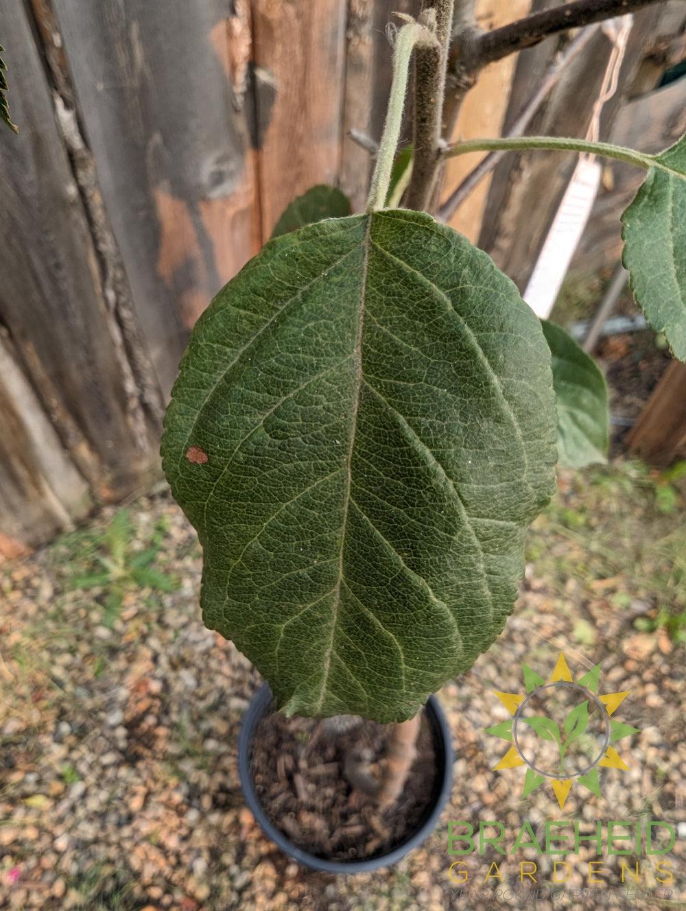 Red Sparkle Apple- Tree for sale, Grown in Grande Prairie -Braeheid Gardens Ltd. on Emerson Trail
