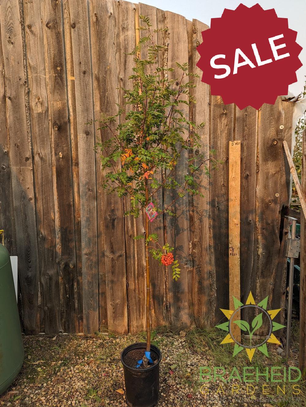 Black Hawk Mountain Ash- Tree for sale, Grown in Grande Prairie -Braeheid Gardens Ltd. on Emerson Trail