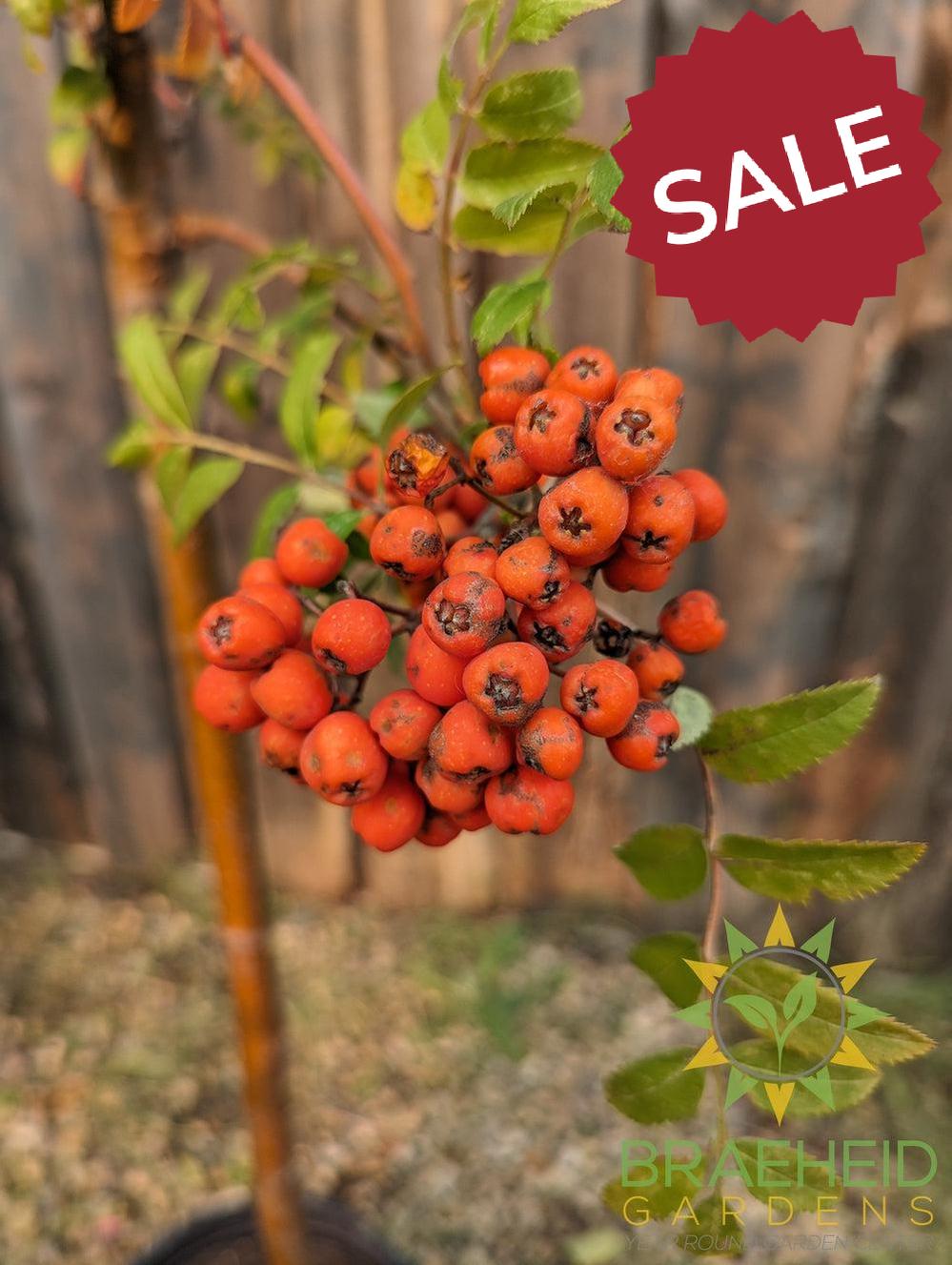 Black Hawk Mountain Ash- Tree for sale, Grown in Grande Prairie -Braeheid Gardens Ltd. on Emerson Trail