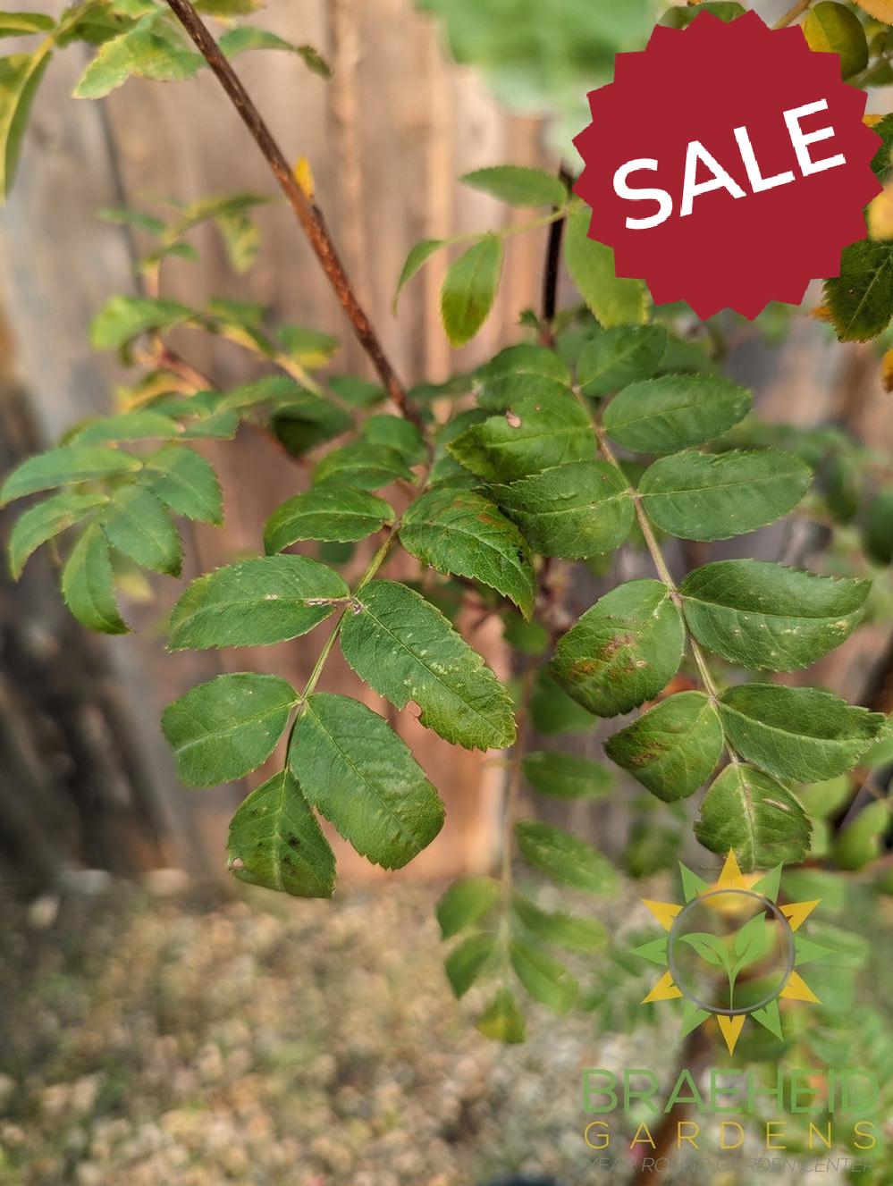 Black Hawk Mountain Ash- Tree for sale, Grown in Grande Prairie -Braeheid Gardens Ltd. on Emerson Trail
