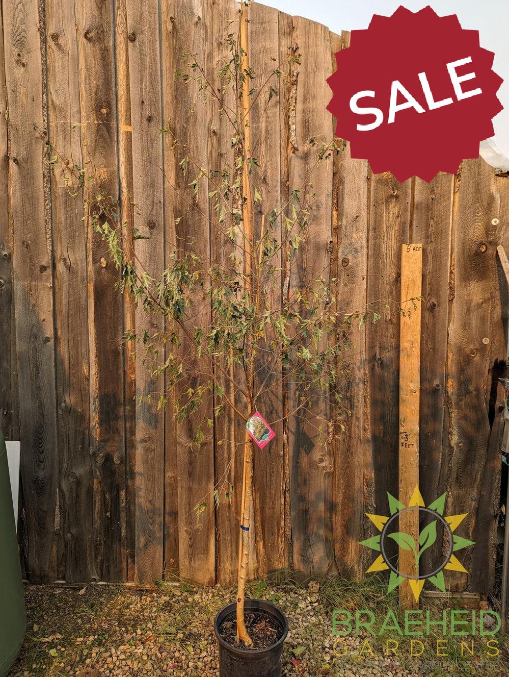 Weeping Cutleaf Birch- Tree for sale, Grown in Grande Prairie -Braeheid Gardens Ltd. on Emerson Trail