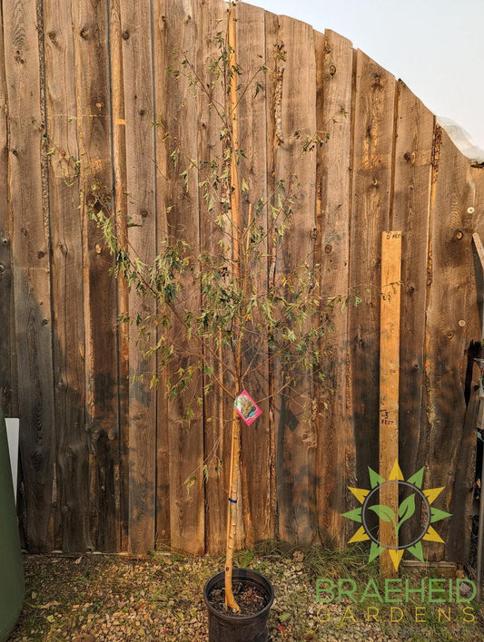 Weeping Cutleaf Birch- Tree for sale, Grown in Grande Prairie -Braeheid Gardens Ltd. on Emerson Trail