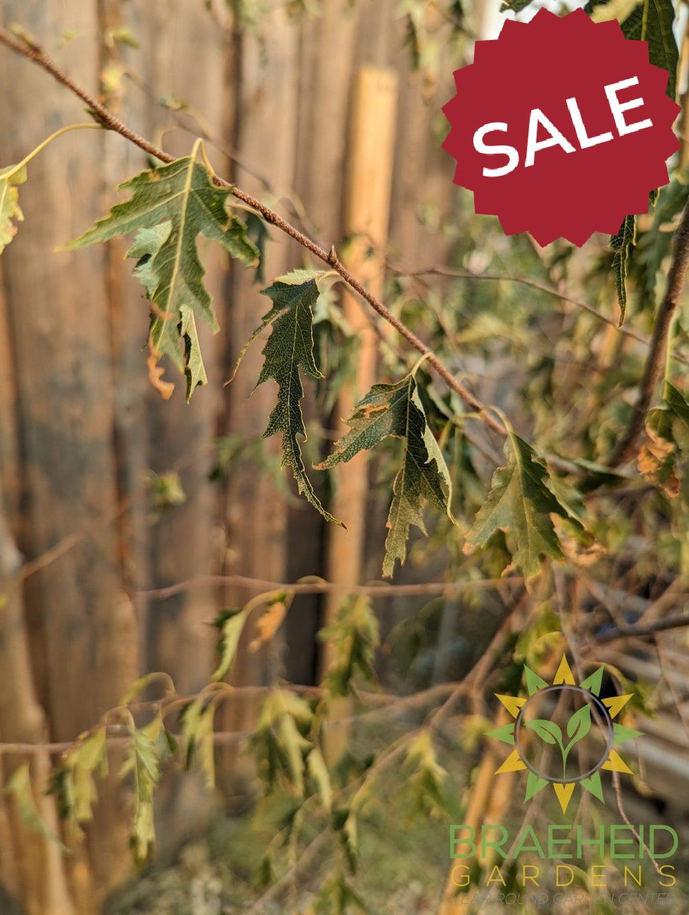 Weeping Cutleaf Birch- Tree for sale, Grown in Grande Prairie -Braeheid Gardens Ltd. on Emerson Trail