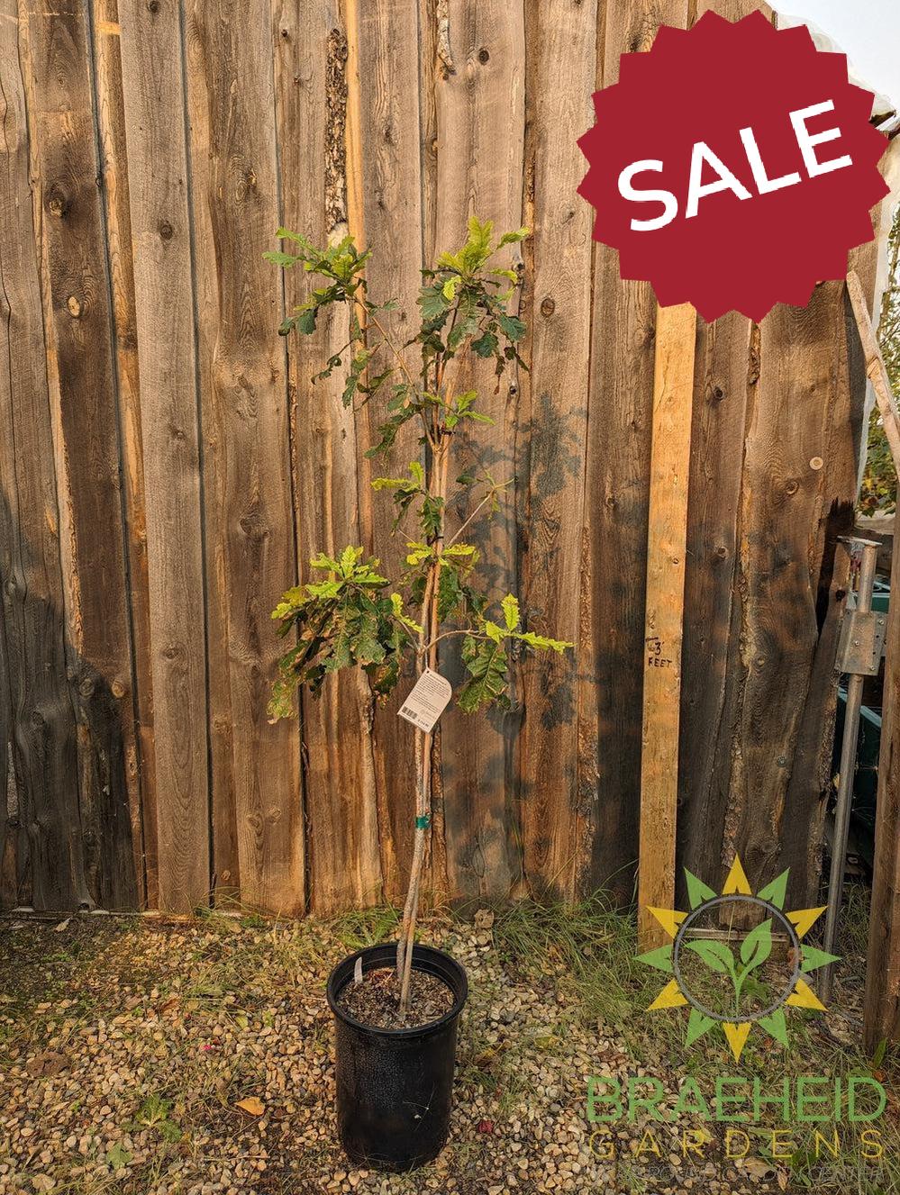 Bur Oak- Tree for sale, Grown in Grande Prairie -Braeheid Gardens Ltd. on Emerson Trail