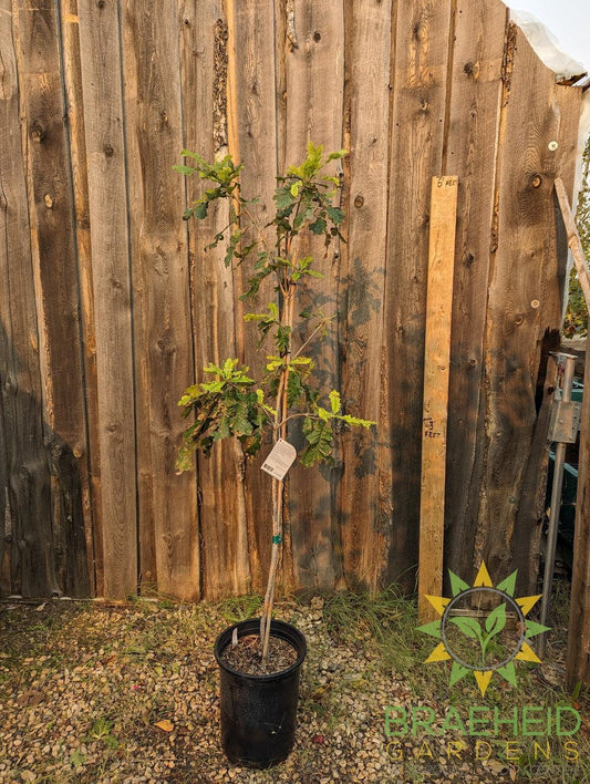 Bur Oak- Tree for sale, Grown in Grande Prairie -Braeheid Gardens Ltd. on Emerson Trail